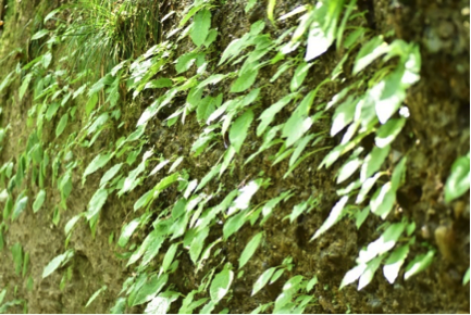 渓谷の壁に群生する植物（右：ゼニゴケ）
