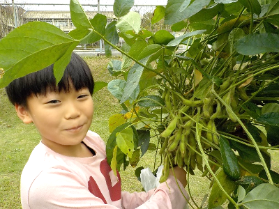 収穫した枝豆の株をもつ児童