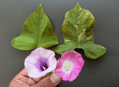 花と葉の比較（左サツマイモ・右アサガオ）