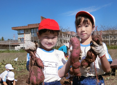 サツマイモの収穫に満足する児童